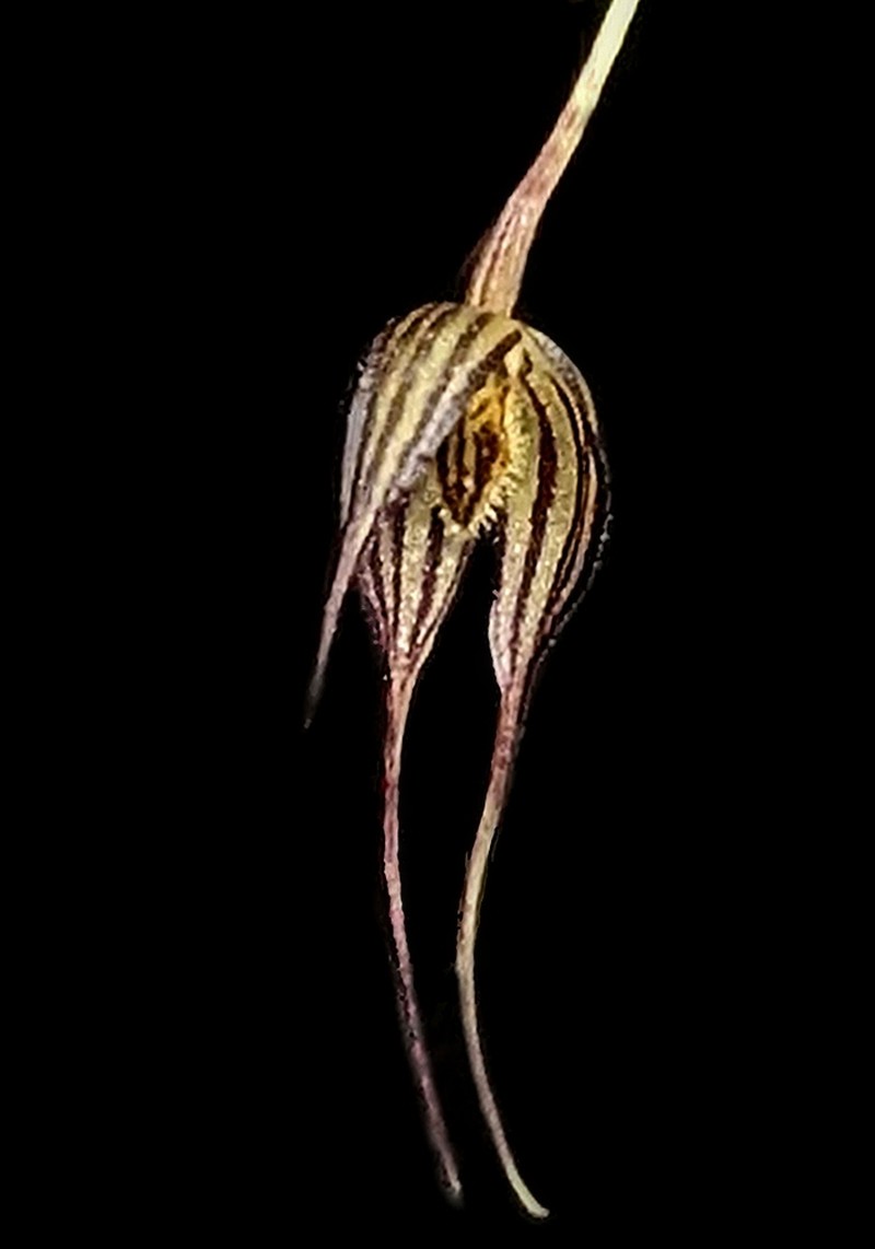 Bulbophyllum triaristella photo 6