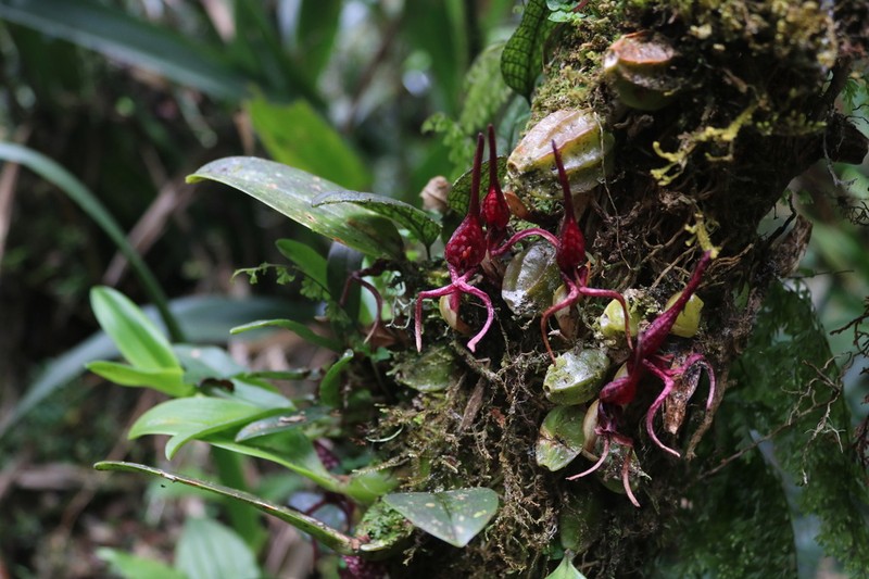 Bulbophyllum tricanaliferum