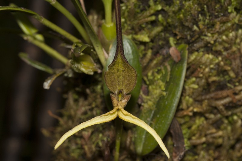 Bulbophyllum tricanaliferum photo 2