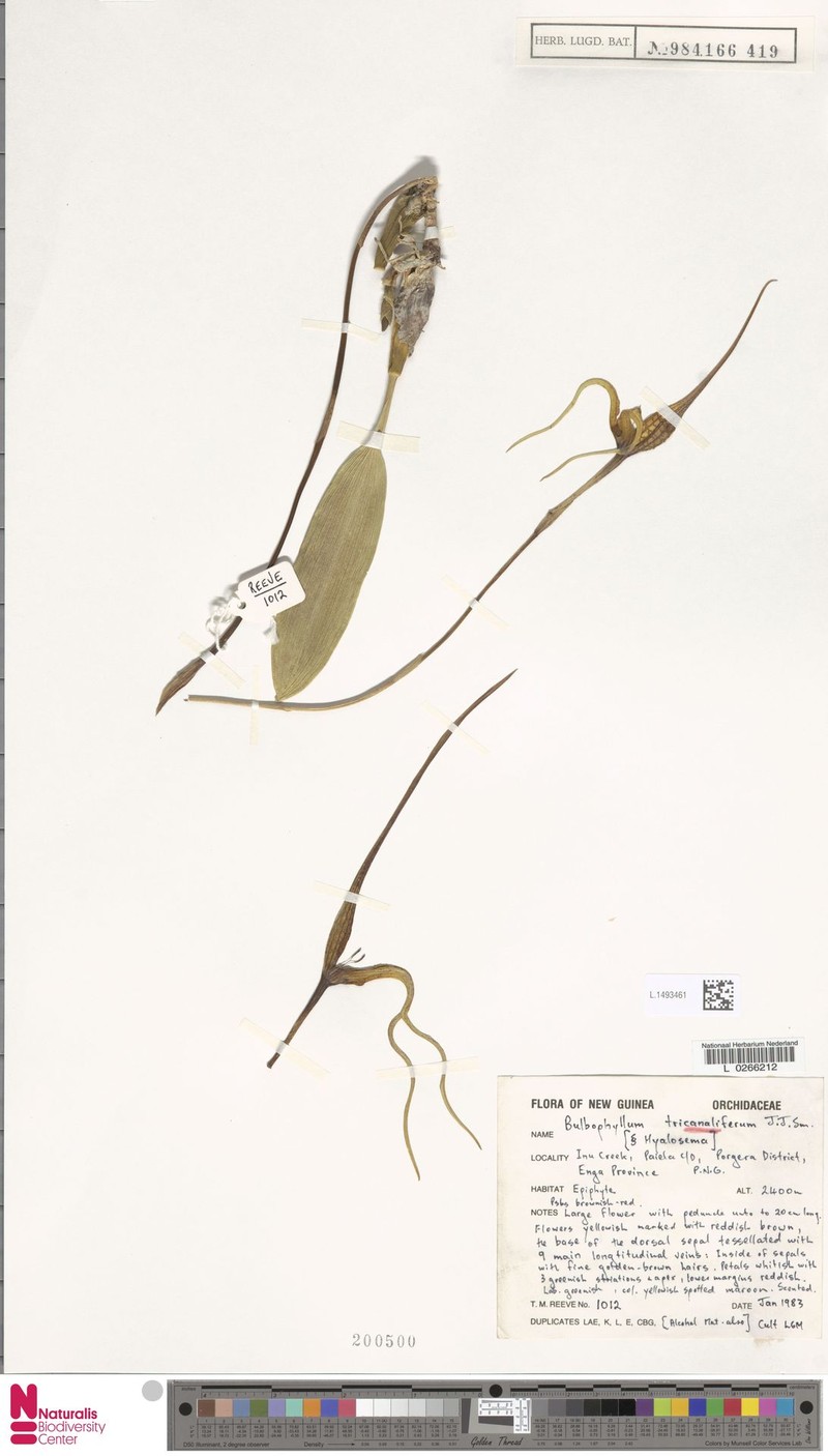 Bulbophyllum tricanaliferum photo 4