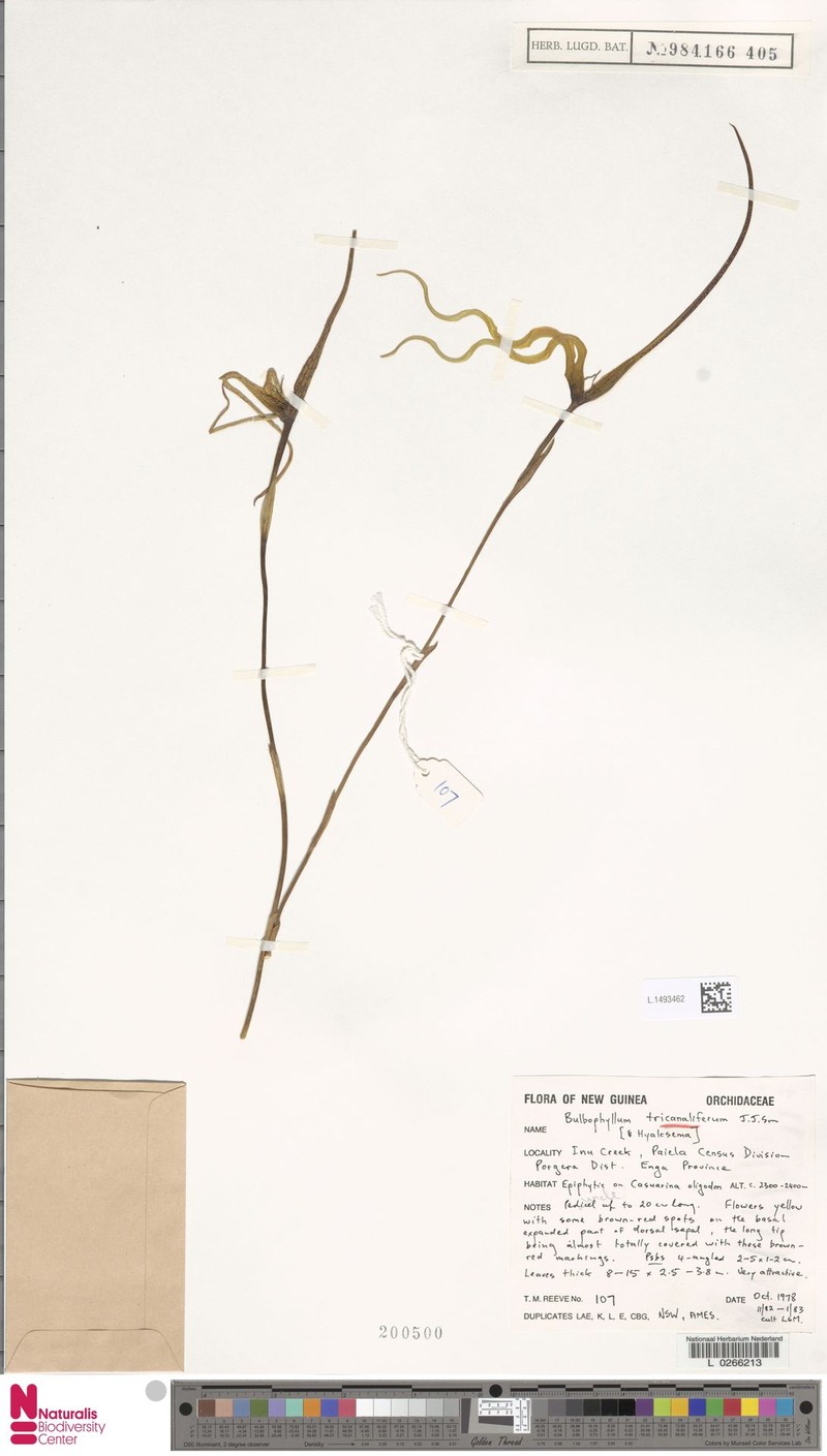 Bulbophyllum tricanaliferum photo 5