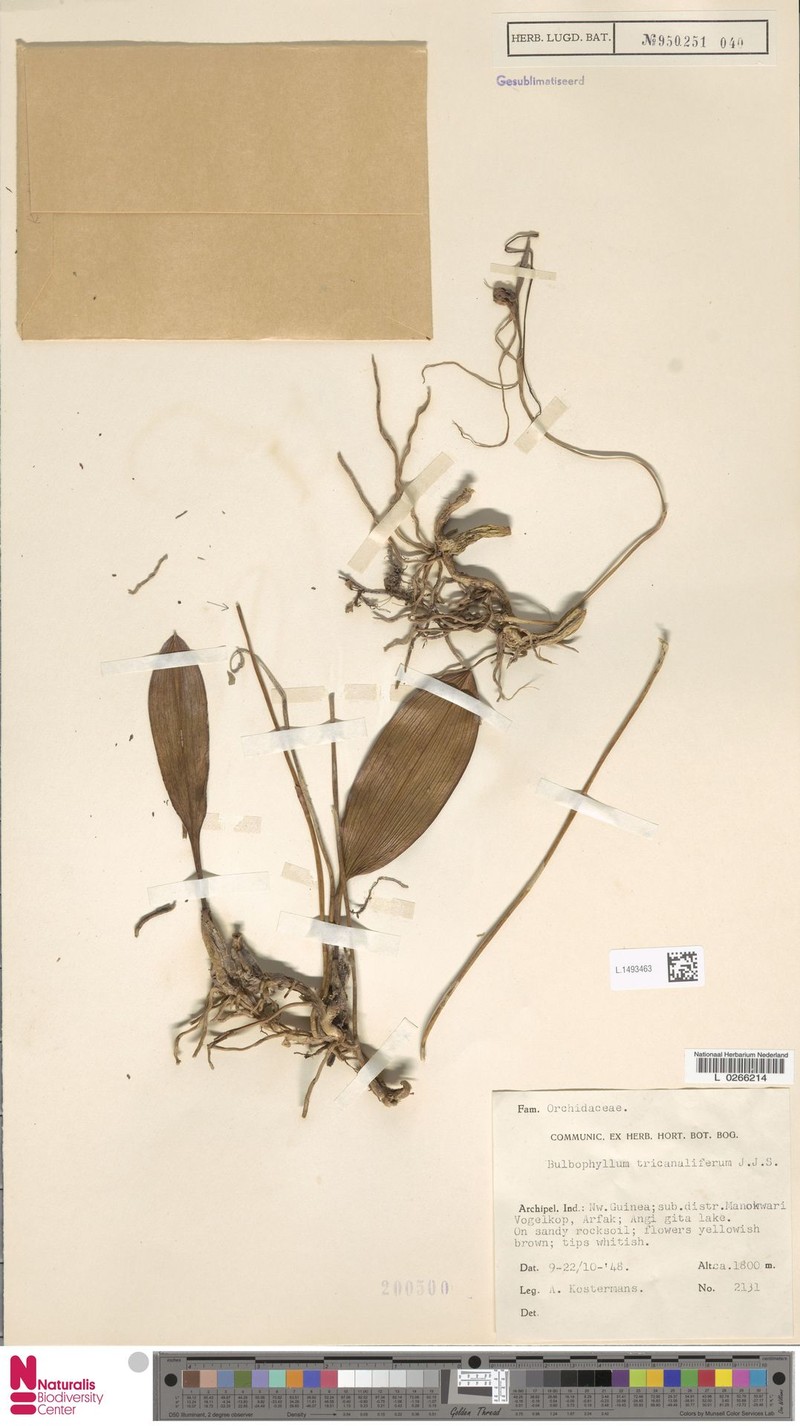 Bulbophyllum tricanaliferum photo 6