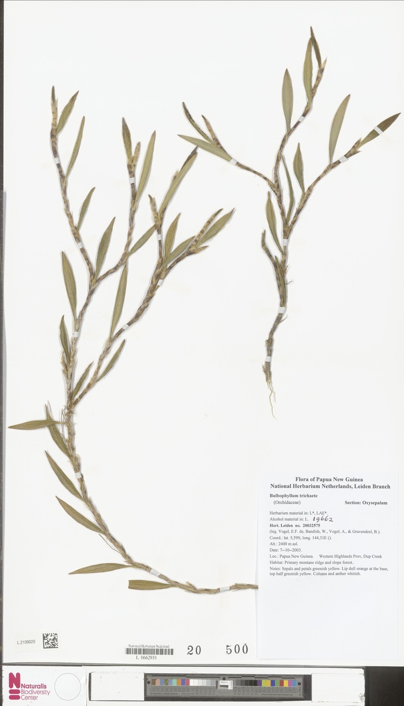 Bulbophyllum trichaete