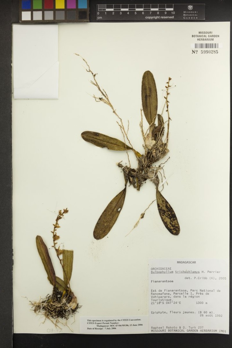 Bulbophyllum trichochlamys