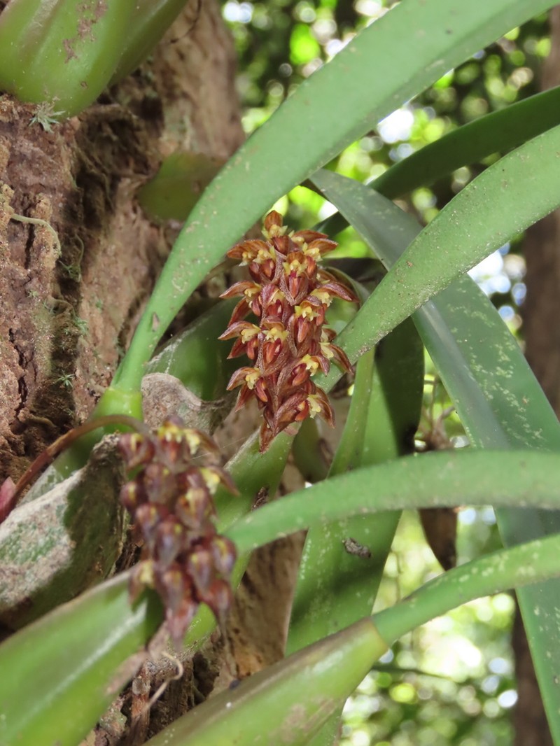 Bulbophyllum tricorne