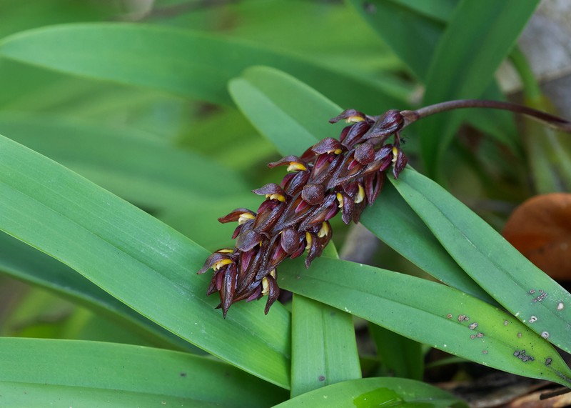 Bulbophyllum tricorne photo 2