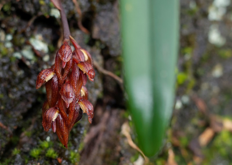 Bulbophyllum tricorne photo 3
