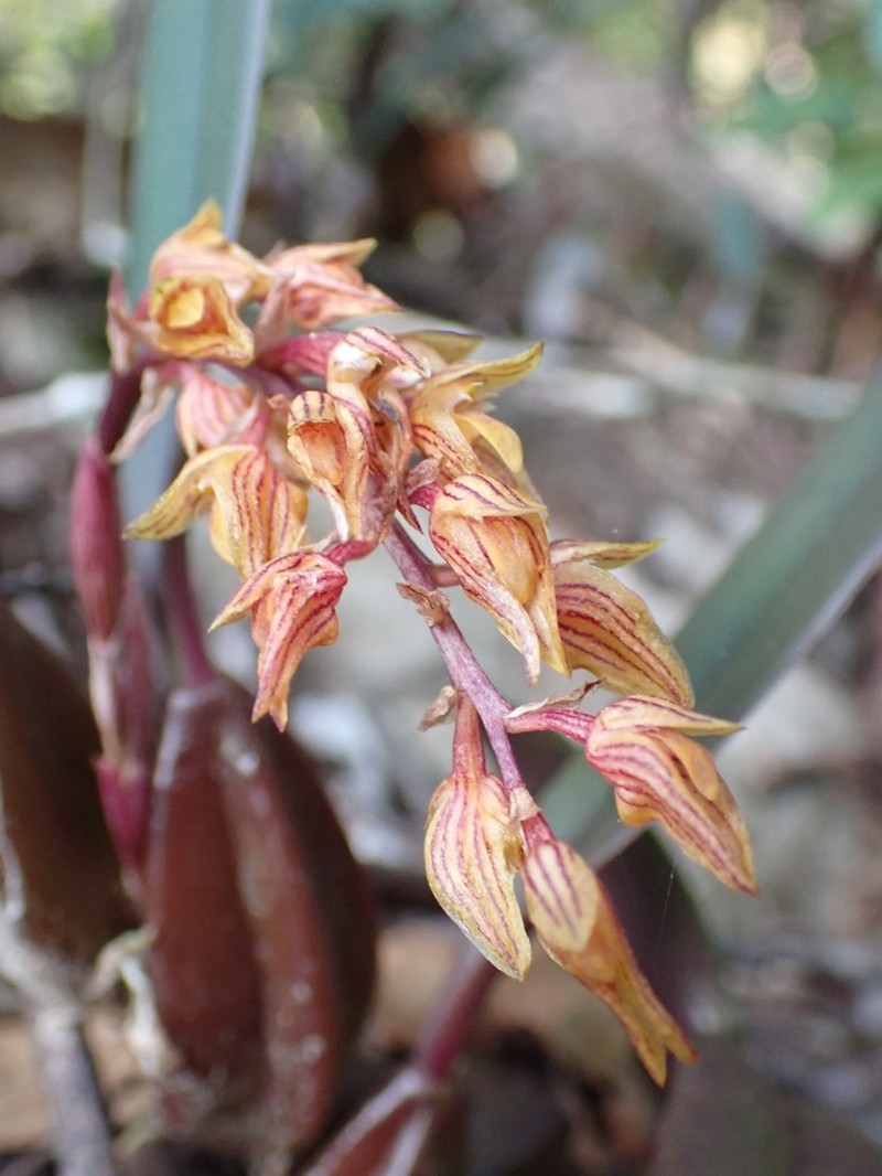 Bulbophyllum tricorne photo 5