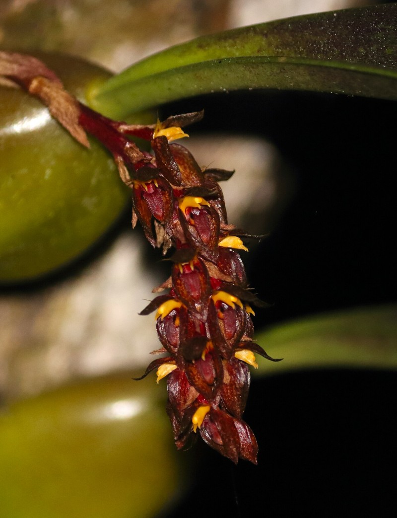 Bulbophyllum tricorne photo 6