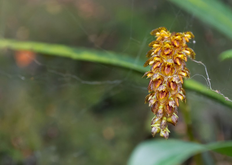 Bulbophyllum tricornoides photo 2