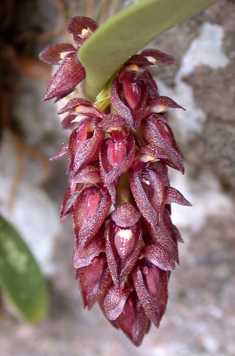Bulbophyllum tridentatum