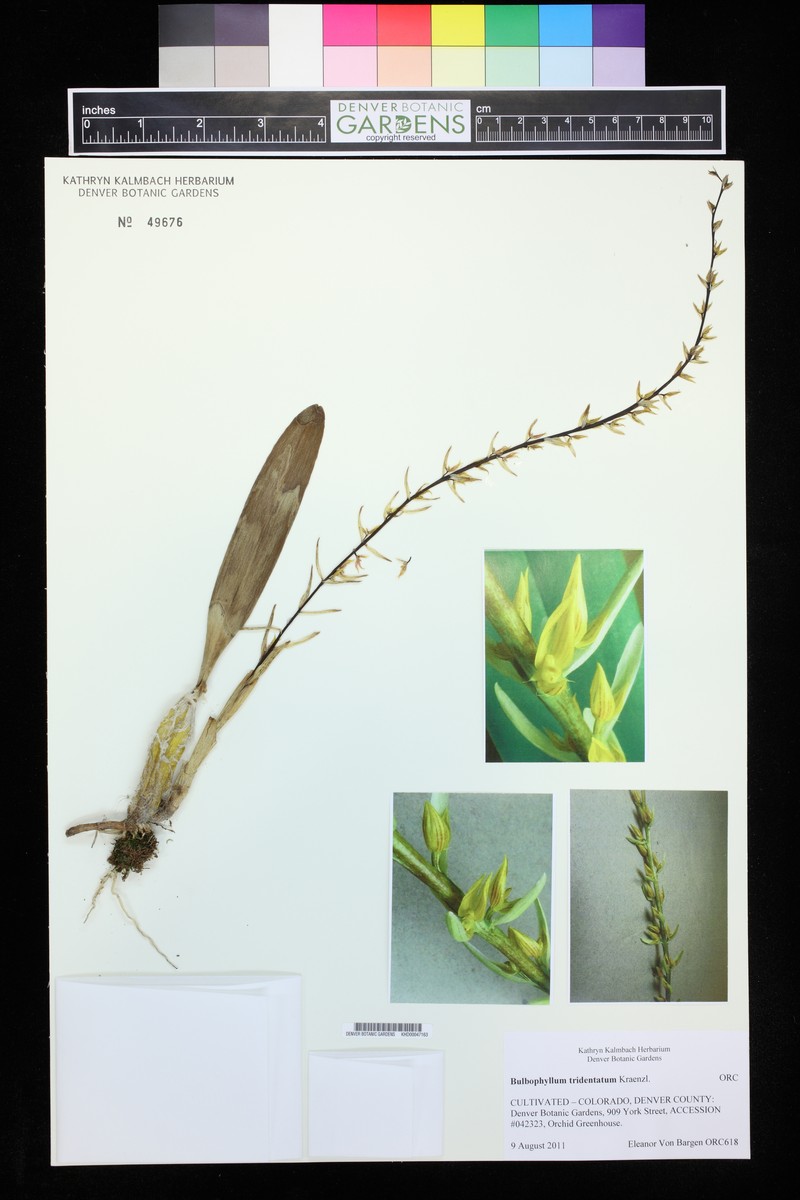 Bulbophyllum tridentatum photo 2