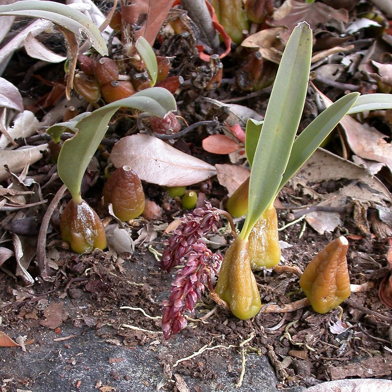 Bulbophyllum tridentatum photo 3