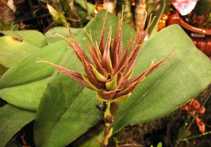Bulbophyllum tridentatum photo 4
