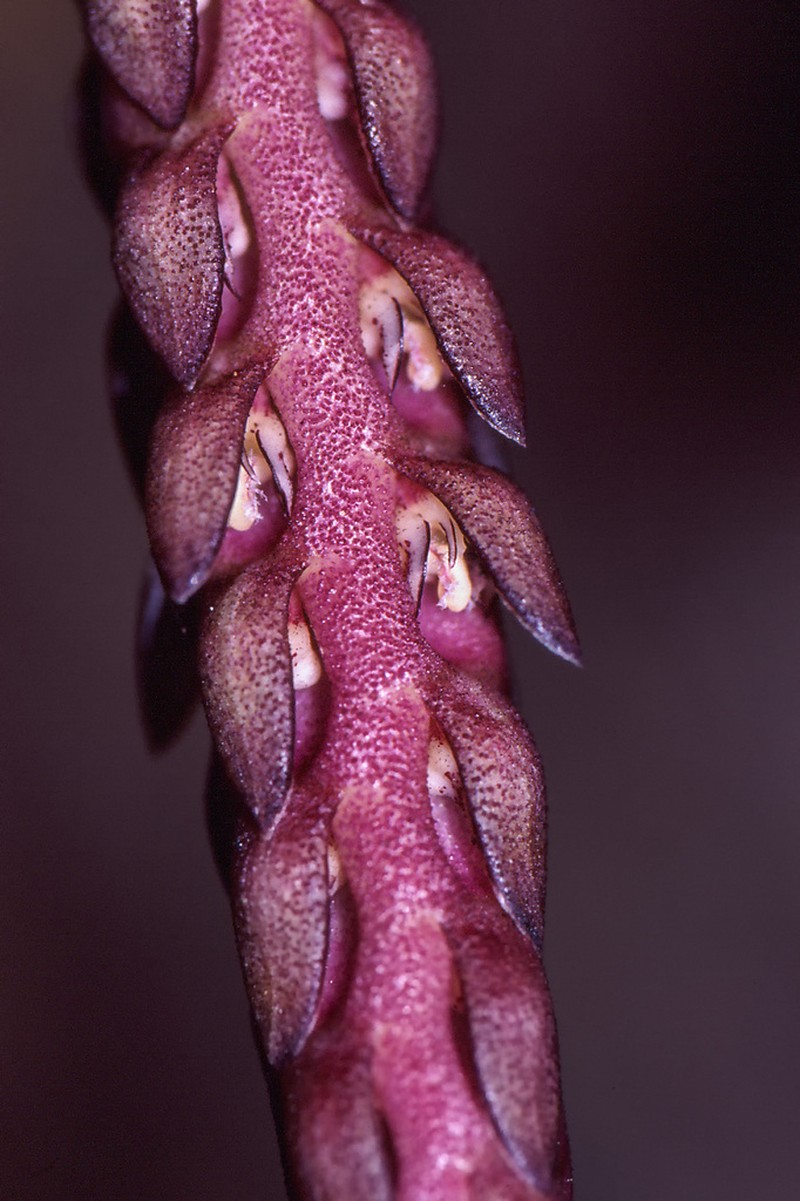 Bulbophyllum trifarium