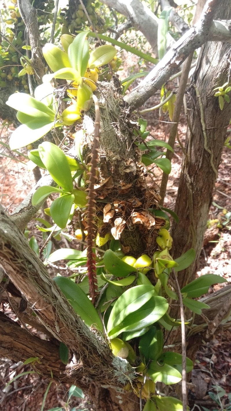 Bulbophyllum trifarium photo 2