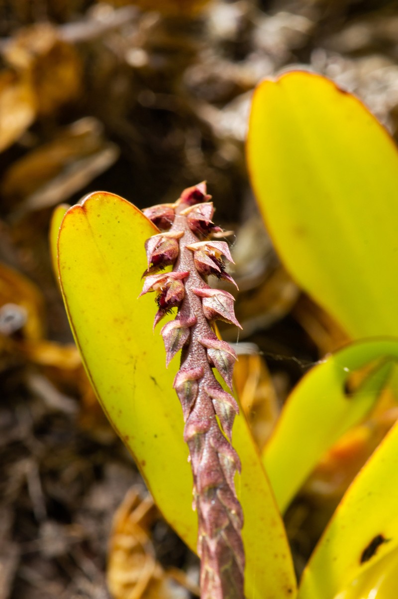 Bulbophyllum trifarium photo 3
