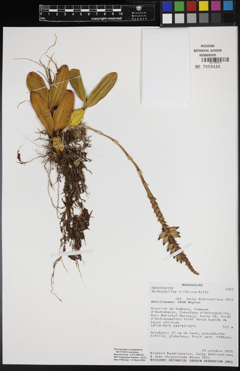 Bulbophyllum trifarium photo 5