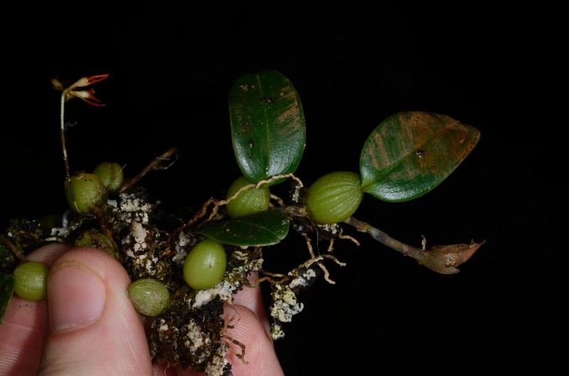 Bulbophyllum trifarium photo 6
