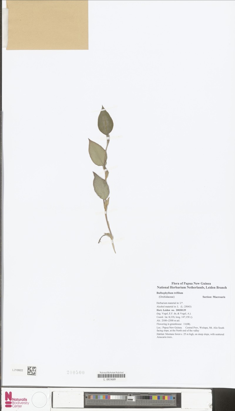 Bulbophyllum trifilum