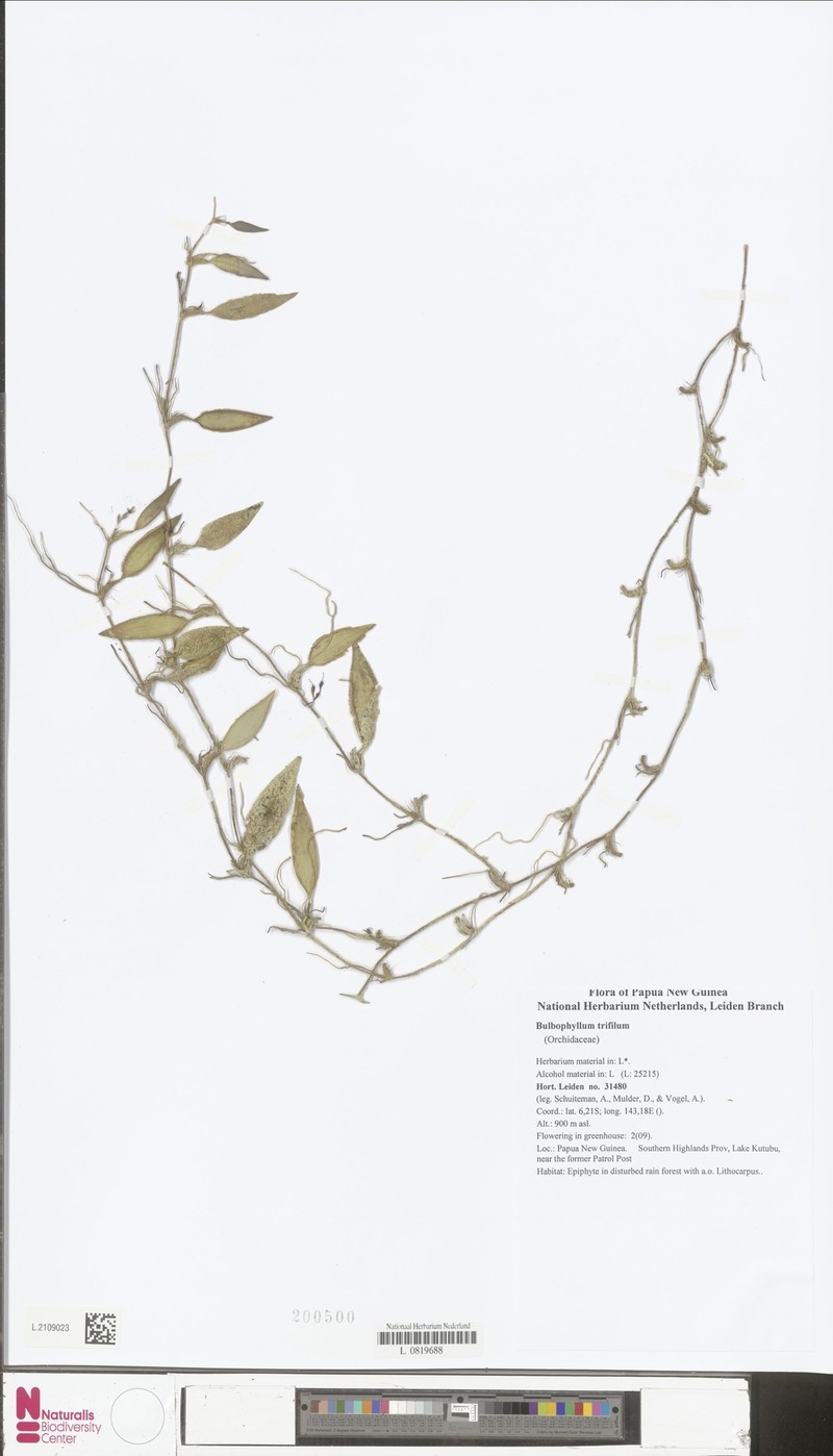 Bulbophyllum trifilum photo 3