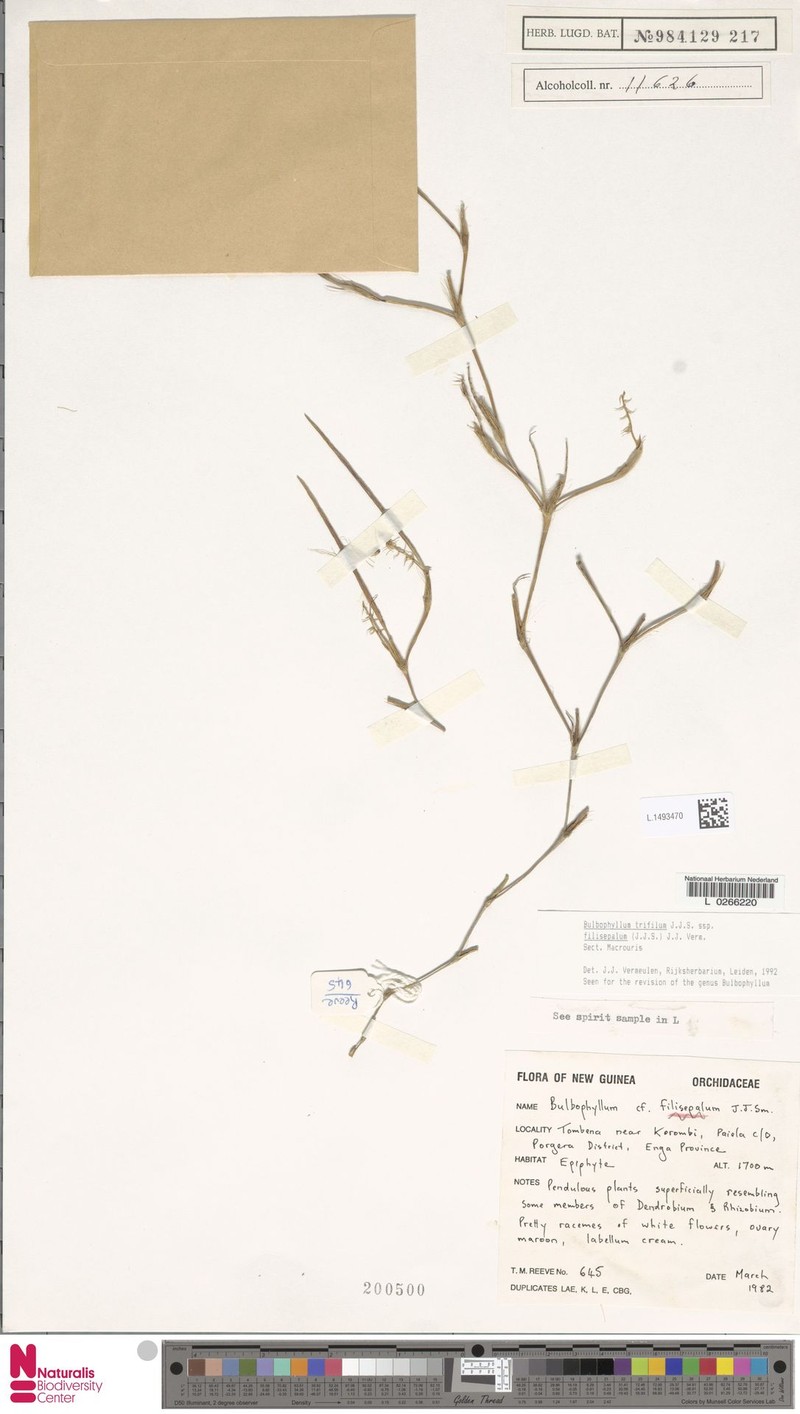 Bulbophyllum trifilum subsp. filisepalum