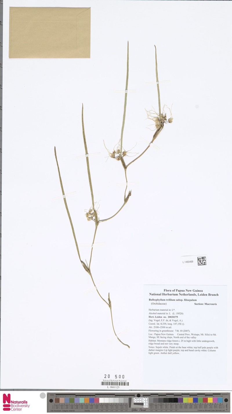 Bulbophyllum trifilum subsp. filisepalum photo 3