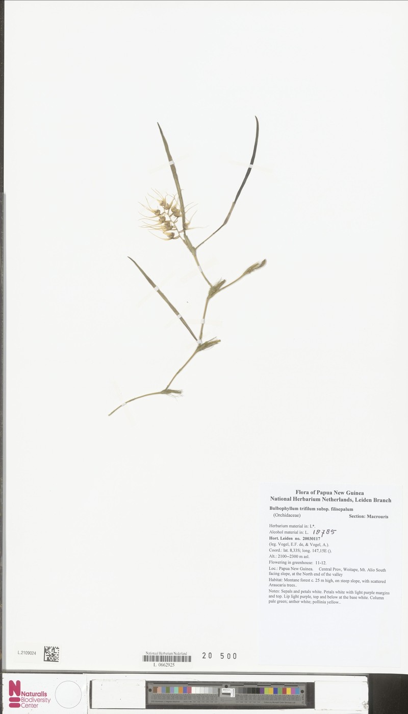Bulbophyllum trifilum subsp. filisepalum photo 4