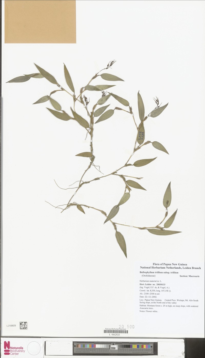 Bulbophyllum trifilum subsp. trifilum