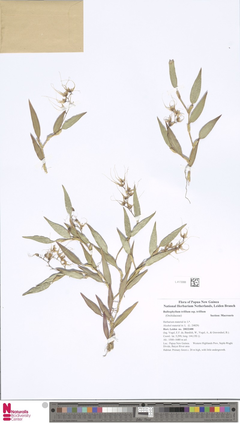 Bulbophyllum trifilum subsp. trifilum photo 2