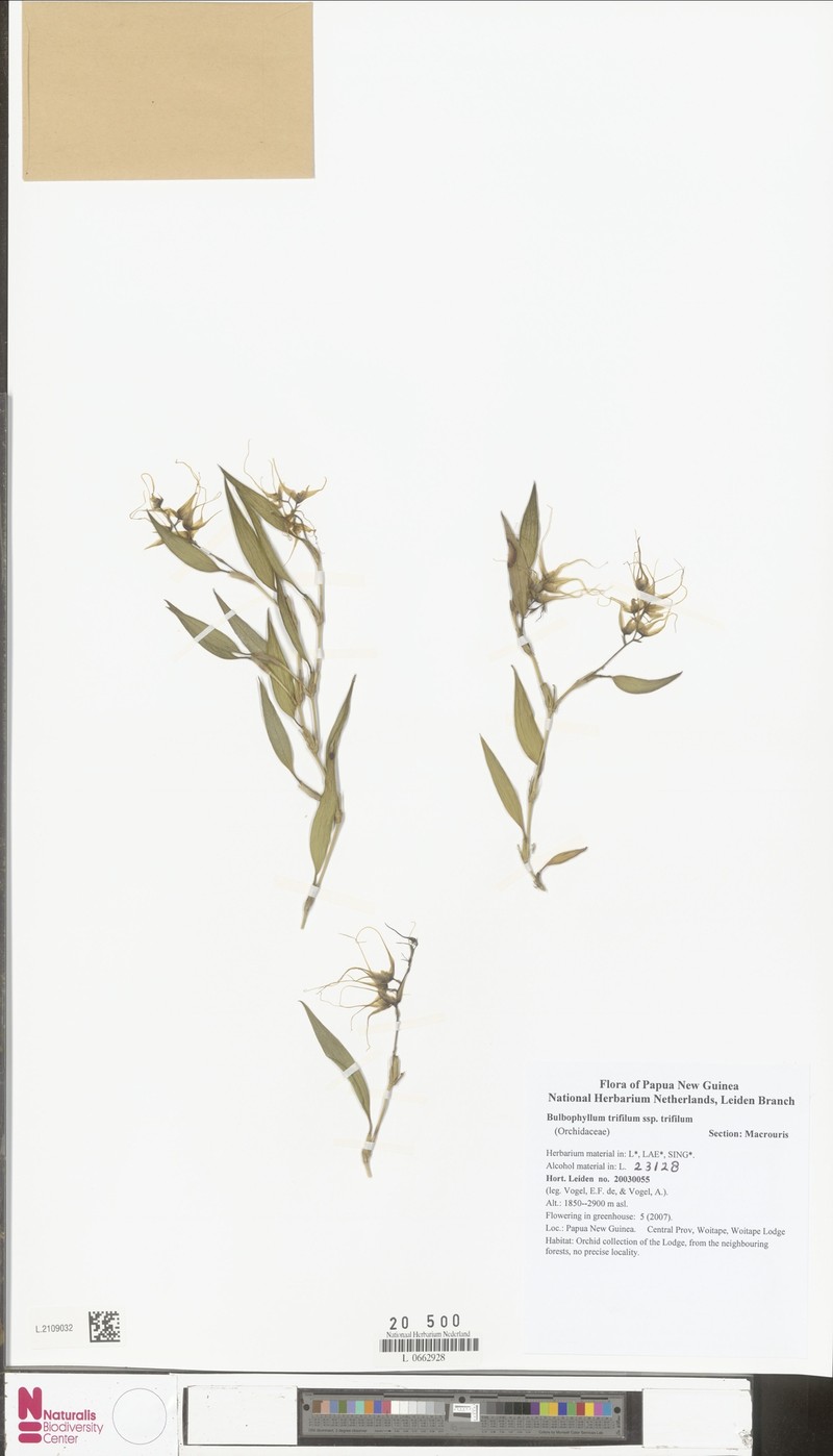 Bulbophyllum trifilum subsp. trifilum photo 3