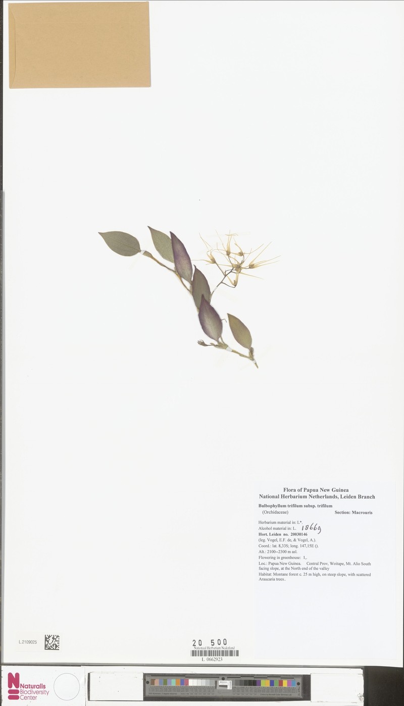 Bulbophyllum trifilum subsp. trifilum photo 4