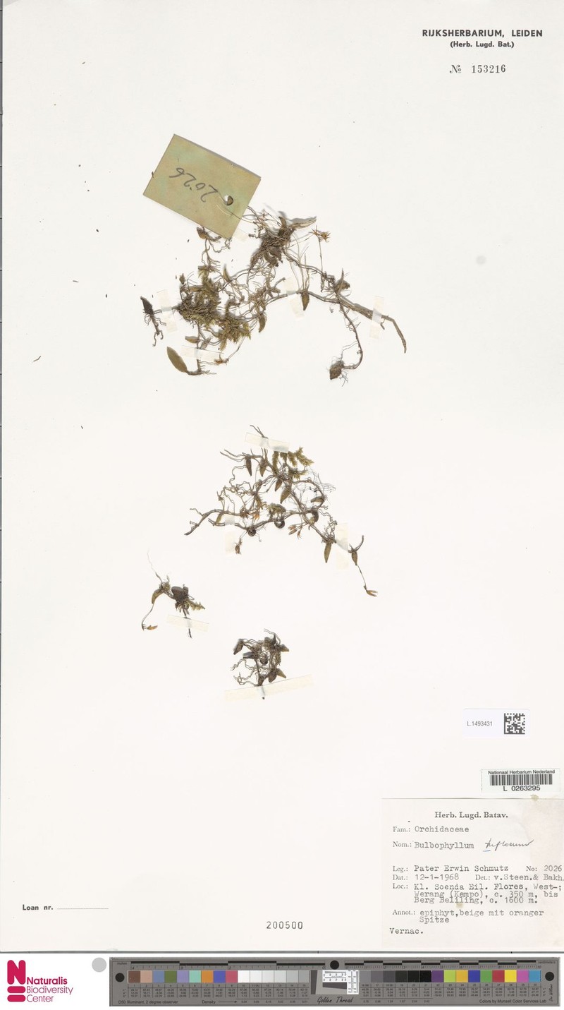Bulbophyllum triflorum photo 3