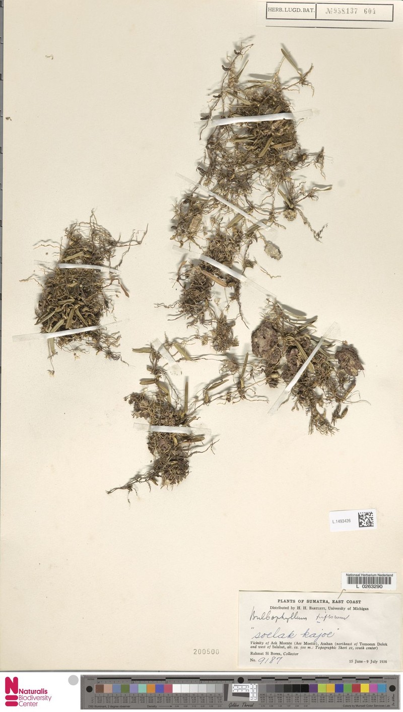 Bulbophyllum triflorum photo 4
