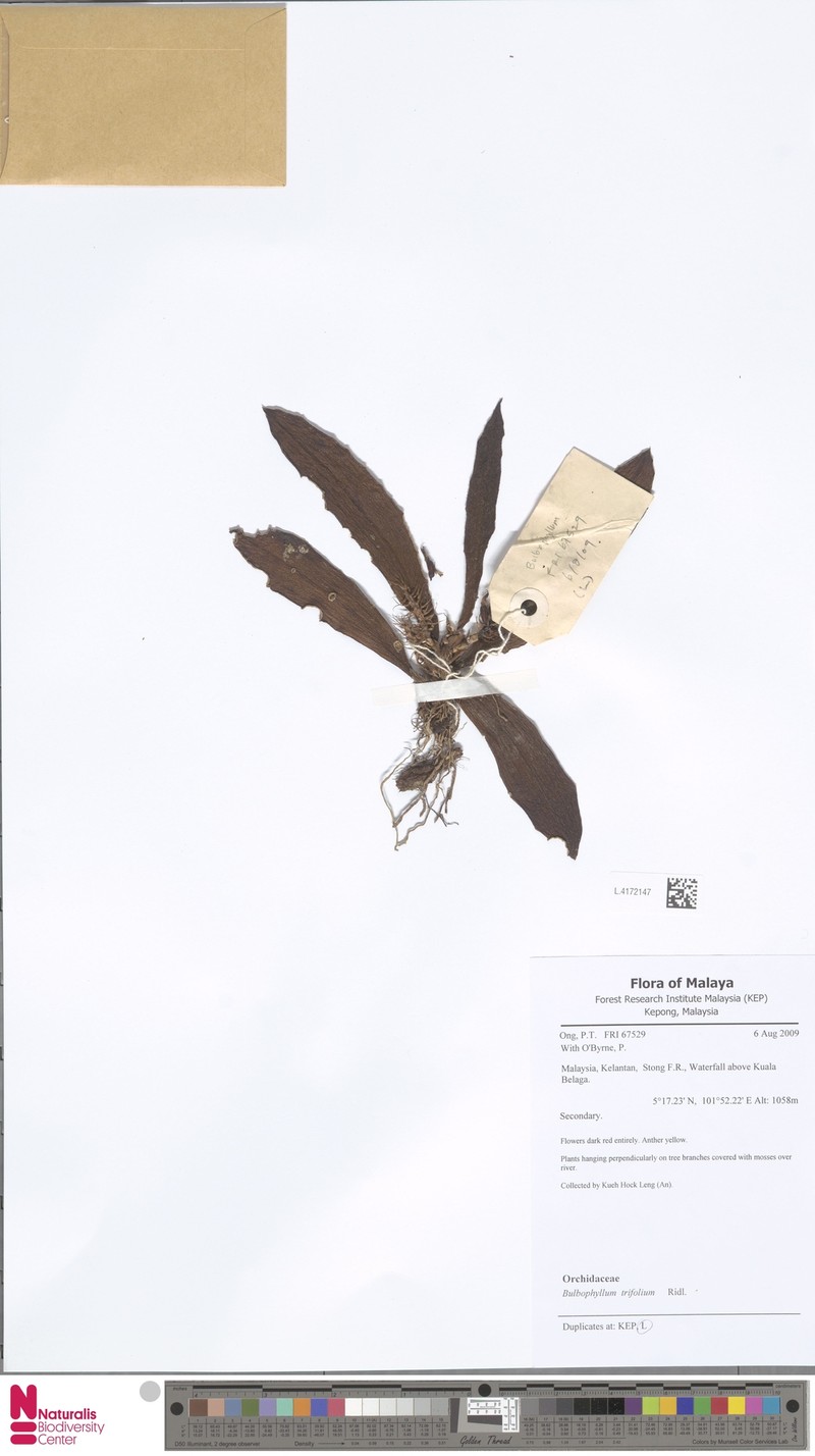 Bulbophyllum trifolium