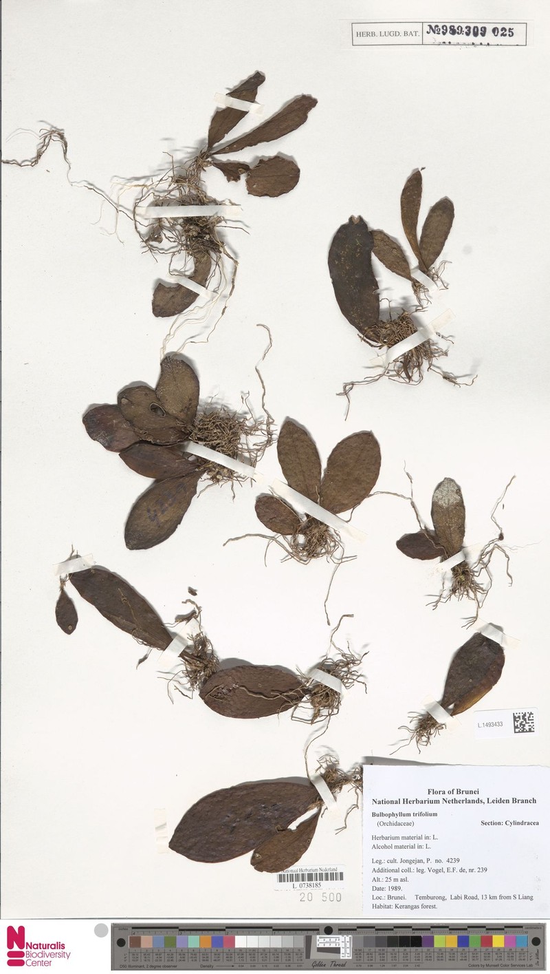 Bulbophyllum trifolium photo 2