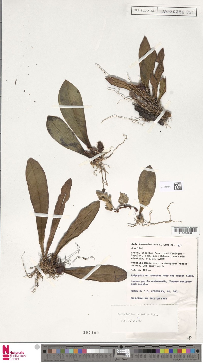 Bulbophyllum trifolium photo 3