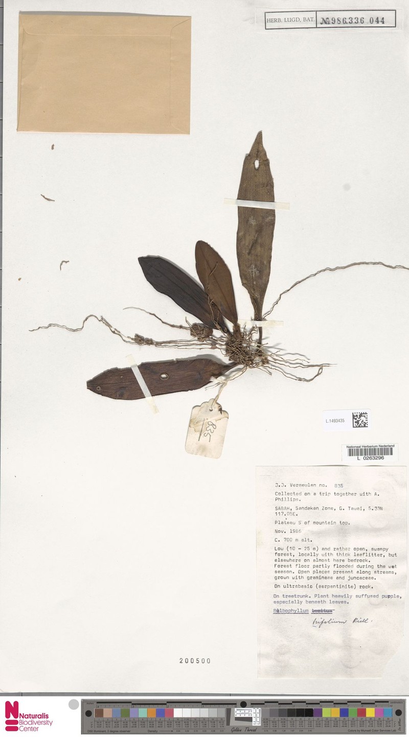 Bulbophyllum trifolium photo 4