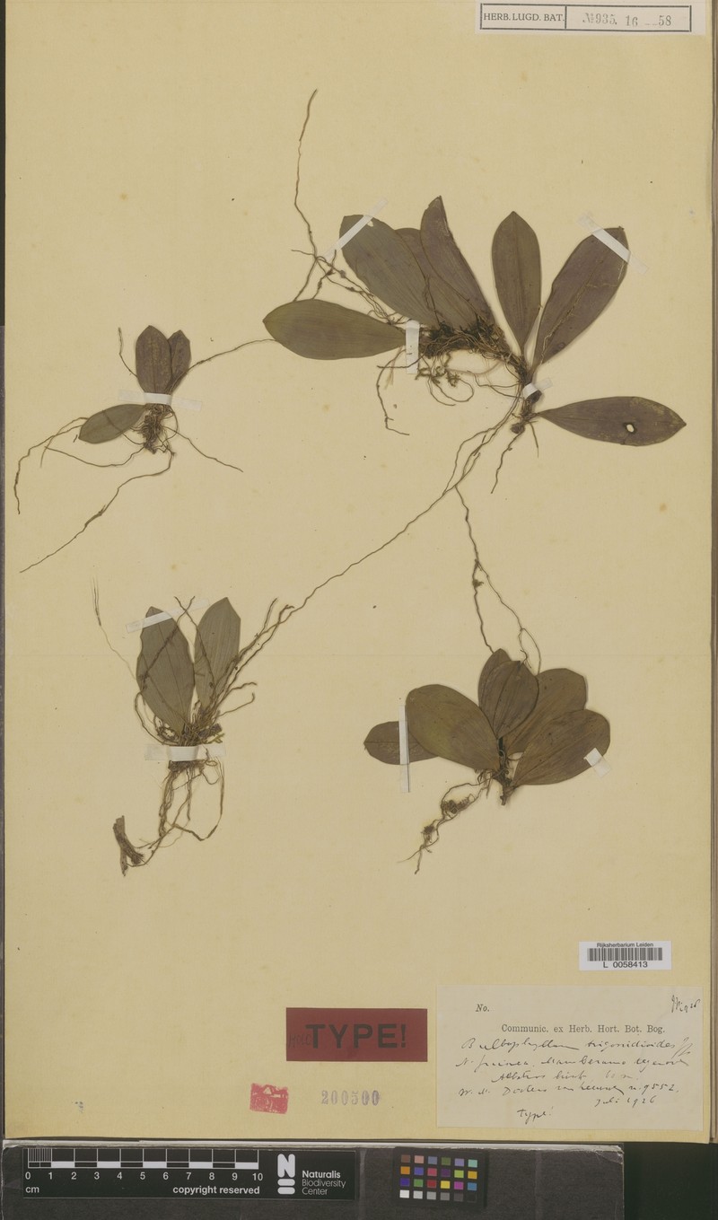 Bulbophyllum trigonidioides