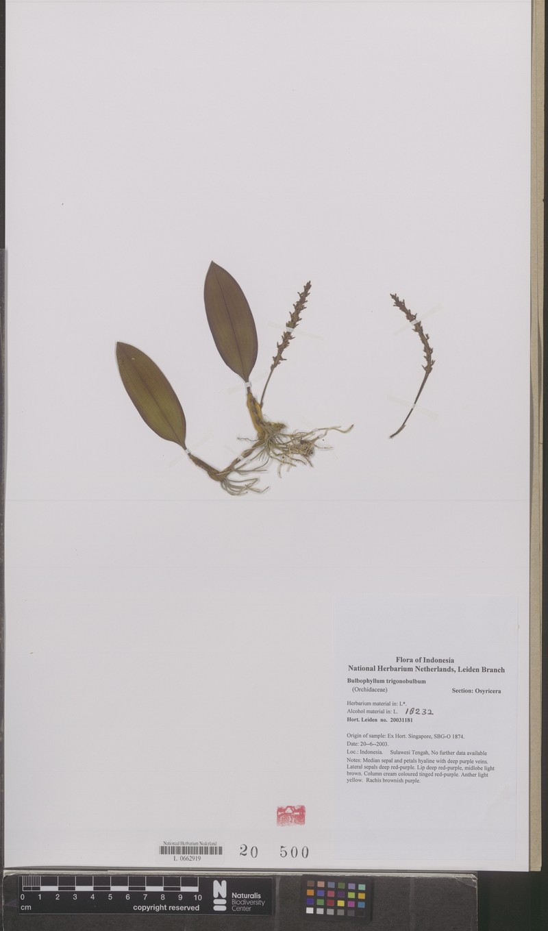 Bulbophyllum trigonobulbum