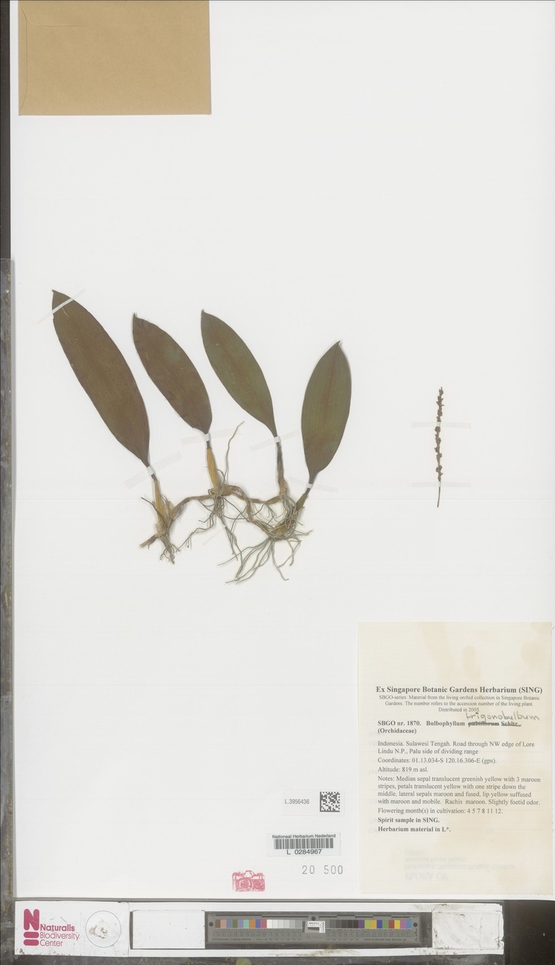 Bulbophyllum trigonobulbum photo 2