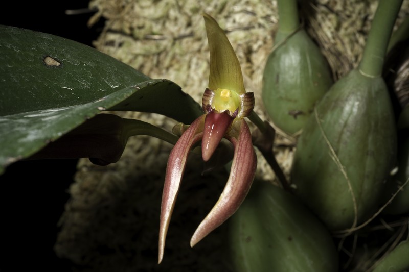 Bulbophyllum trigonosepalum