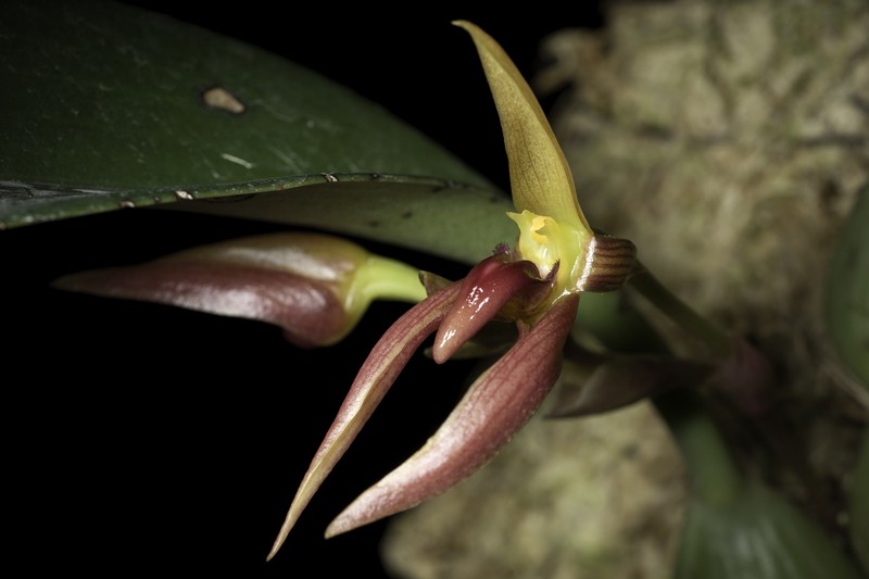 Bulbophyllum trigonosepalum photo 2