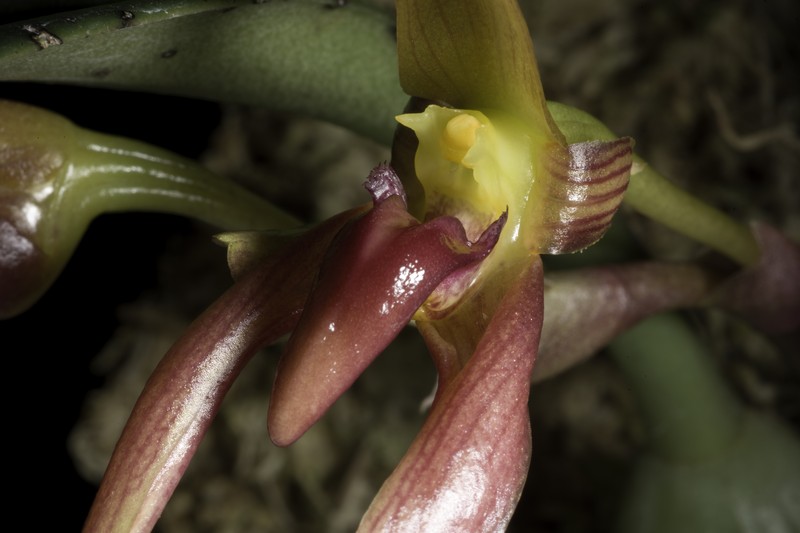 Bulbophyllum trigonosepalum photo 3