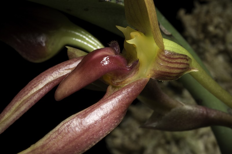 Bulbophyllum trigonosepalum photo 4