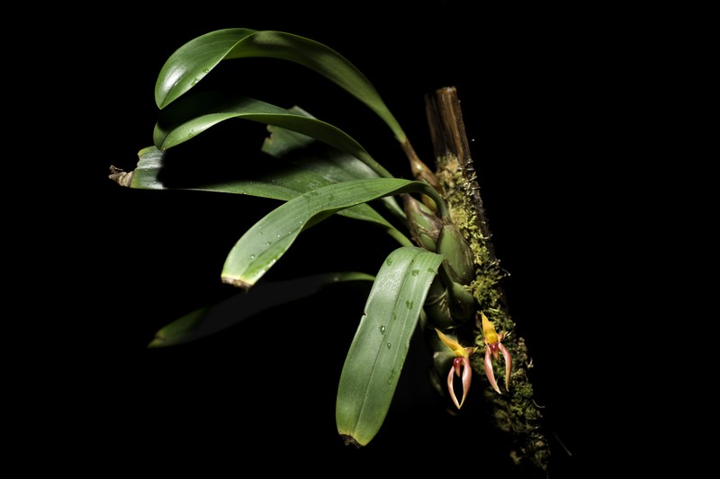 Bulbophyllum trigonosepalum photo 5