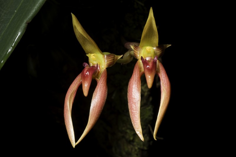 Bulbophyllum trigonosepalum photo 6