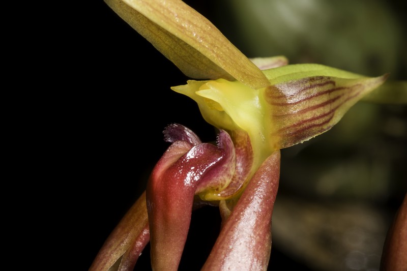 Bulbophyllum trigonosepalum photo 7