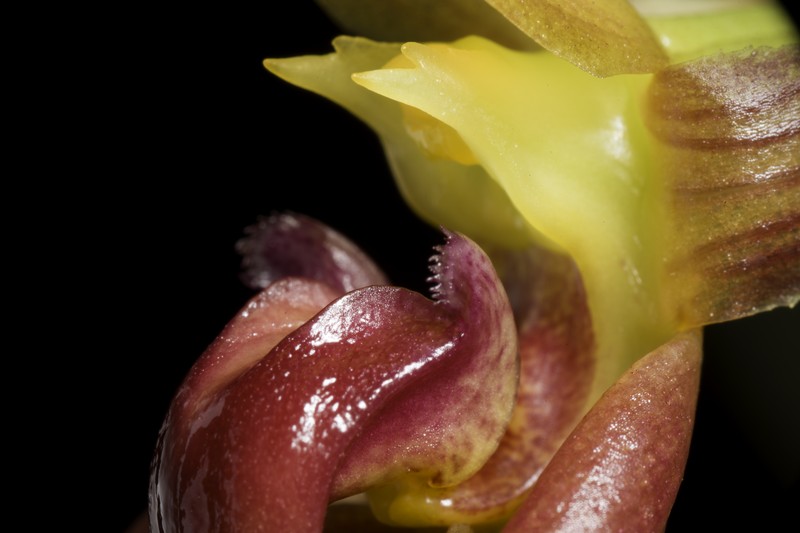 Bulbophyllum trigonosepalum photo 8