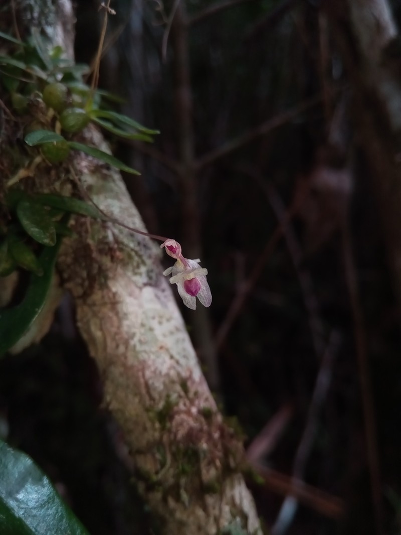 Bulbophyllum trilineatum